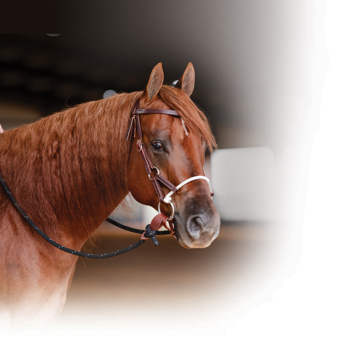 Prof. Choice | Ranch Combination Bridle w/ Smooth Snaffle